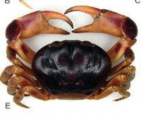 Черноспинный наземный краб (Gecarcinus lateralis)