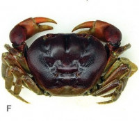 Черноспинный наземный краб (Gecarcinus lateralis)