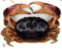 Черноспинный наземный краб (Gecarcinus lateralis)