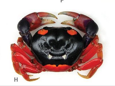 Черноспинный наземный краб (Gecarcinus lateralis)