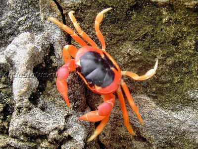 Фото Черноспинный наземный краб Gecarcinus lateralis  (photo#141127)