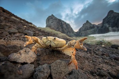 Наземный краб (Johngarthia lagostoma)