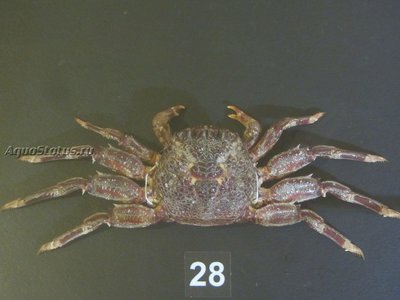 Наземный краб (Leptograpsodes octodentatus)