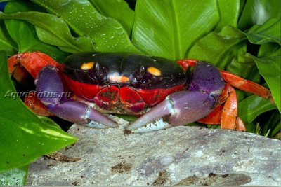 Фото Краб хеллоунский Gecarcinus quadratus  (photo#141178)