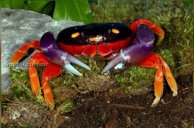 Фото Краб хеллоунский Gecarcinus quadratus  (photo#141179)