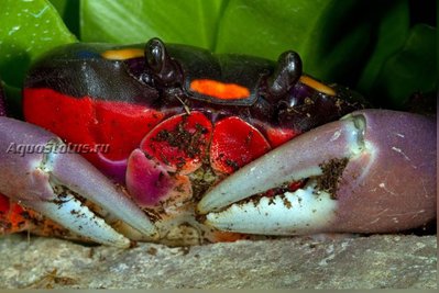 Фото Краб хеллоунский Gecarcinus quadratus  (photo#141180)