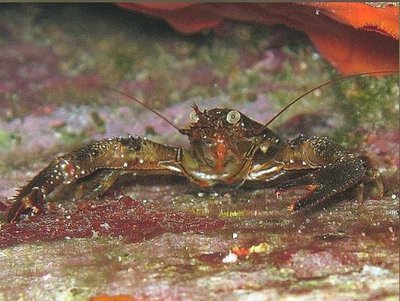 Фото Рак коричневый Galathea squamifera  (photo#141210)