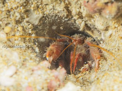 Креветка-призрак (Neaxius acanthus/Saw Mud Shrimp)