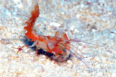 Креветка-призрак (Paraxiopsis majuro)