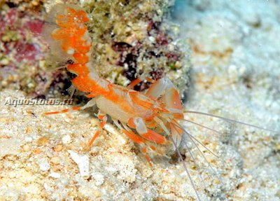 Креветка-призрак (Paraxiopsis majuro)