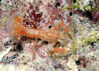 Креветка-призрак (Paraxiopsis majuro)