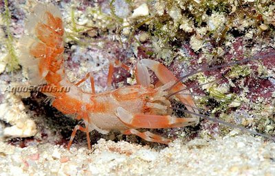 Креветка-призрак (Paraxiopsis majuro)