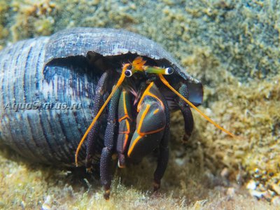 Фото Рак-отшельник Calcinus obscurus  (photo#141544)