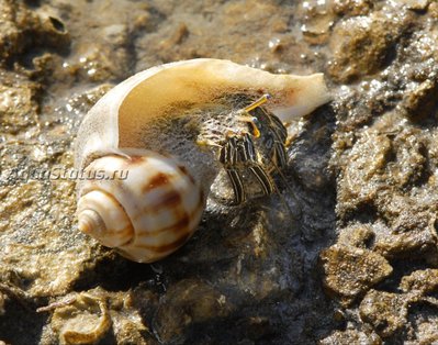 Фото Рак - отшельник зелёный полосатый Clibanarius vittatus  (photo#141624)