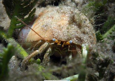 Фото Рак - отшельник зелёный полосатый Clibanarius vittatus  (photo#141628)