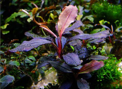 Фото Буцефаландра Bucephalandra sp. Brownie Red  (photo#141750)