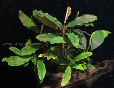 Фото Буцефаландра Bucephalandra sp. Copper Leaf Melawi, West Kalimantan  (photo#141756)