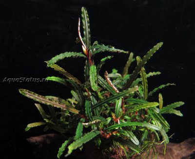 Фото Буцефаландра Bucephalandra sp. Fake Catherineae, Daerash Malawi  (photo#141757)