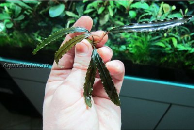 Буцефаландра (Bucephalandra sp. Metallic Wave)