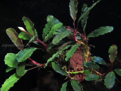 Буцефаландра (Bucephalandra sp. Theia 9)