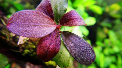 Фото Буцефаландра Брауни Металлика Bucephalandra pygmaea Brownie Metallica  (photo#141764)