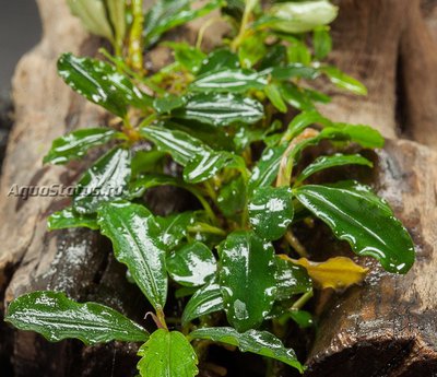 Фото Буцефаландра Bucephalandra sp. Brownie Jade  (photo#141771)