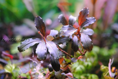 Фото Буцефаландра Bucephalandra sp. Brownie Helena  (photo#141773)