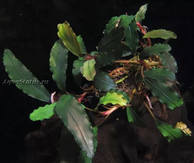 Буцефаландра голубая (Bucephalandra sp. Aurora Blue)