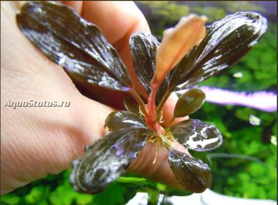 Фото Буцефаландра Пикси Bucephalandra sp. Brownie Pixy  (photo#141786)