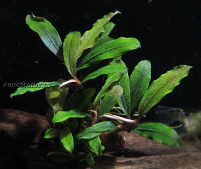 Буцефаландра (Bucephalandra sp. Kualakuayan 1)