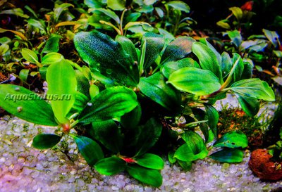 Буцефаландра Абун Туркьёзе (Bucephalandra sp. Abun Turquoise)