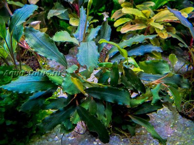 Буцефаландра черная жемчужина (Bucephalandra sp. Black Pearl aka. Odin)