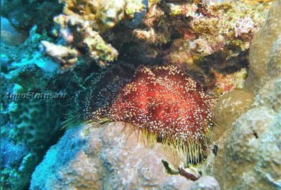 Фото Ёж красноморский огненный Asthenosoma marisrubri  (photo#141912)