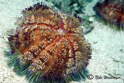 Ёж огненный морской (Asthenosoma varium)