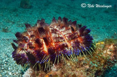 Ёж огненный морской (Asthenosoma varium)