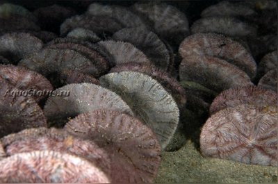 Фото Ёж тихоокеанский песочный доллар Dendraster excentricus  (photo#141988)