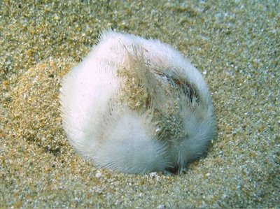 Фото Ёж Обыкновенный сердечный морской Echinocardium cordatum  (photo#142037)