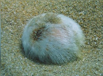 Фото Ёж Обыкновенный сердечный морской Echinocardium cordatum  (photo#142038)