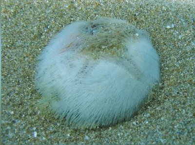 Фото Ёж Обыкновенный сердечный морской Echinocardium cordatum  (photo#142042)