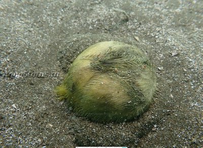 Фото Ёж Обыкновенный сердечный морской Echinocardium cordatum  (photo#142044)