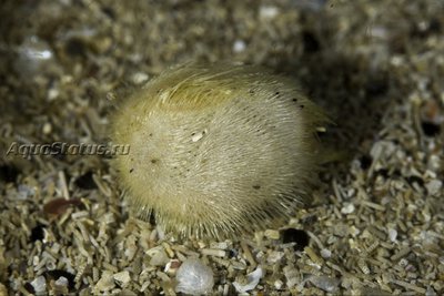 Ёж Северный сердечный (Echinocardium flavescens )