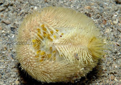 Ёж Северный сердечный (Echinocardium flavescens )