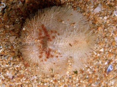 Фото Ёж средиземноморский Echinocardium mediterraneum  (photo#142055)