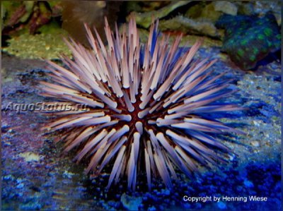 Ёж Рифовый морской (Echinometra mathaei)