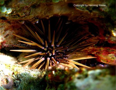 Ёж Рифовый морской (Echinometra mathaei)