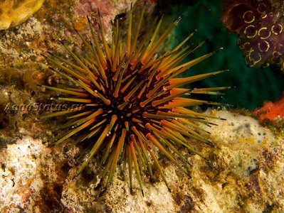 Фото Ёж - барсук рифовый Echinometra viridis  (photo#142096)