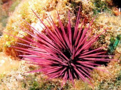 Ёж красно - бурый (Echinostrephus aciculatus)