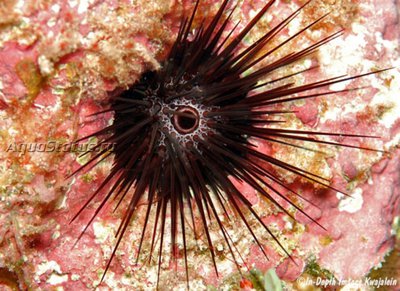 Ёж красно - бурый (Echinostrephus aciculatus)