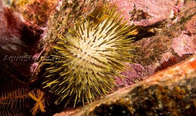 Ёж морской ( Heliocidaris erythrogramma)