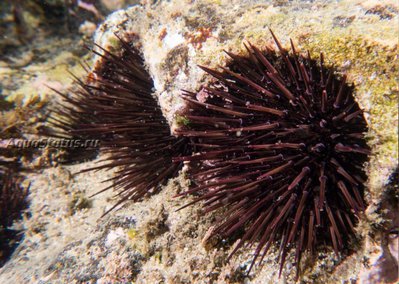 Ёж морской ( Heliocidaris erythrogramma)